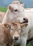 Cattle 3