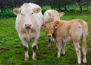 Cattle 4