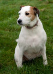 Dog 1