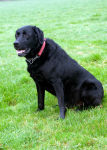 Dog 2