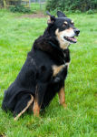 DOG 4