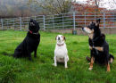 DOGS 4
