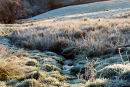 Frosty Day
