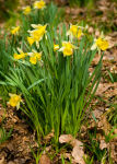 Daffodils