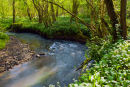 EDFORD WOODS
