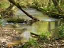 Edford Woods