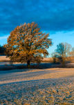 Frosty Morning