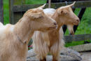 GOLDEN GUERNSEYS