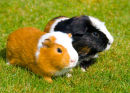 GP & Alfie