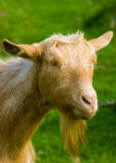 Golden Guernsey