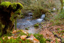 Harridge Woods