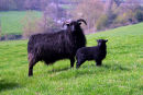 HEBRIDEAN