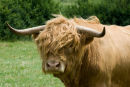 HIGHLAND BULL