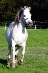 KAVAJA GALLOP