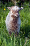 North Ronaldsay Ram Lamb
