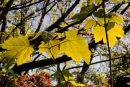 Leaves