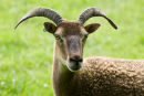 Soay Ewe