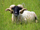 Northfolk Horn
