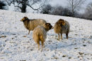 NORTH RONALDSAY'S
