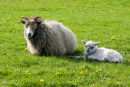 North Ronaldsay