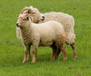Portland Ewe & Lamb