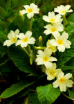 Primroses