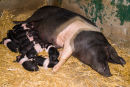 Saddleback Pigs