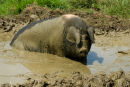 SADDLEBACK PIG