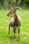 SOAY EWE