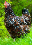 Specaled Sussex