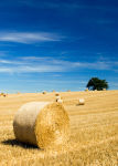 Straw Bales
