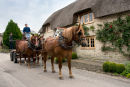Suffolk Punch