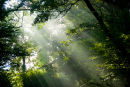 SUN RAYS