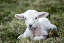 NEW BORN LAMB