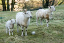 Wiltshire Horns