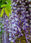 Wisteria