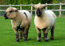 Me & Ewe