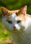 Marmalade