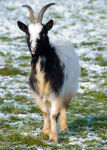 Bagot Goat