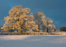 Magic Light