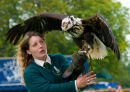 Bird of Prey