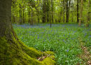 Bluebells