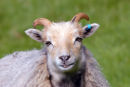 North Ronaldsay Ewe