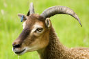Soay Ewe