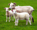 Mum & Twins