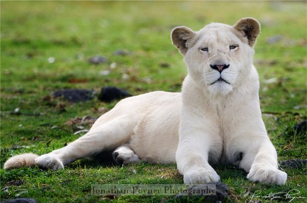 White lion, lying