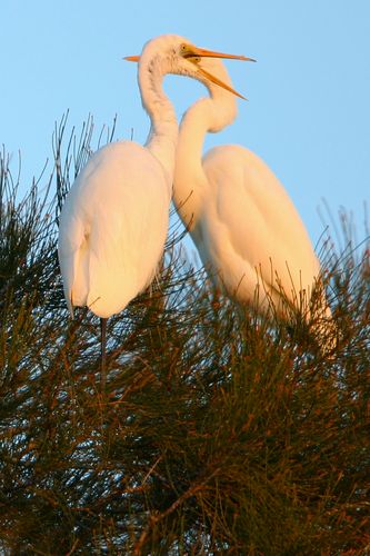 Two egrets