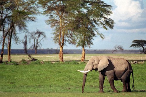 Elephant
