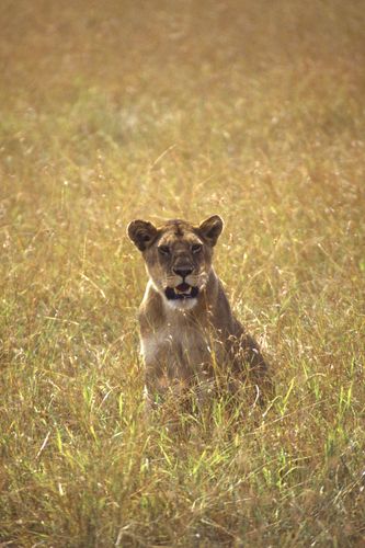 Lioness
