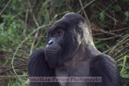 Silverback.